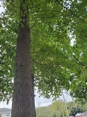 Liquidambar styraciflua