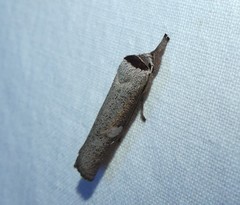 Pilostibes stigmatias