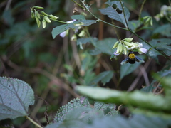 Crotalaria heyneana