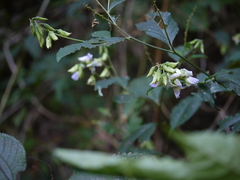 Crotalaria heyneana
