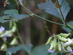 Crotalaria heyneana