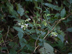 Crotalaria heyneana