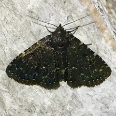 Metalectra tantillus