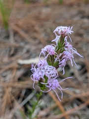 Liatris cokeri