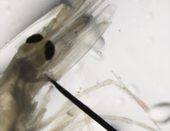 Pasiphaea multidentata