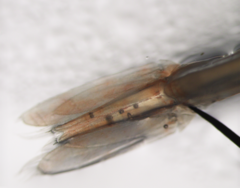 Pasiphaea multidentata