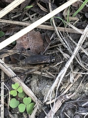 Loxoblemmus arietulus