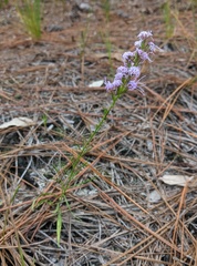 Liatris cokeri
