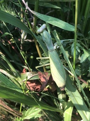 Hierodula patellifera patellifera