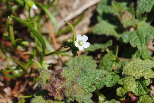Montia linearis iNat (2)