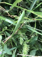 Euconocephalus varius