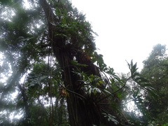Thaumatophyllum bipinnatifidum