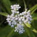 White Snakeroot - Photo (c) Dan Mullen, some rights reserved (CC BY-NC-ND)
