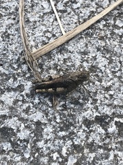 Trilophidia annulata