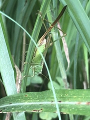 Conocephalus exemptus