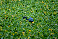 Pistia stratiotes image