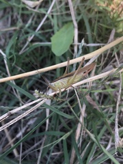 Conocephalus maculatus
