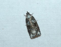 Thrincophora