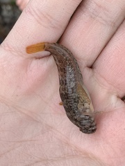 Hypsoblennius gilberti
