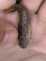 Hypsoblennius gilberti