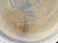 Hypsoblennius gilberti