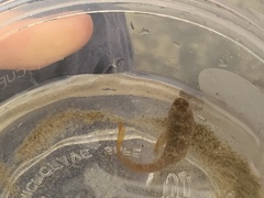 Hypsoblennius gilberti