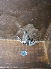 Olios sericeus