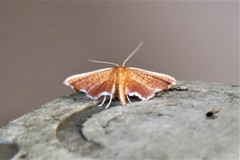 Hypolamprus angulalis