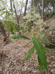Astrotricha floccosa