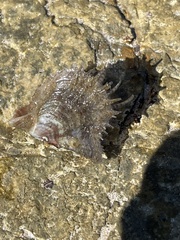 Margaritidae