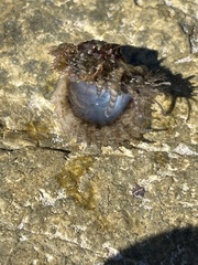 Margaritidae