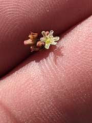 Eriogonum arizonicum