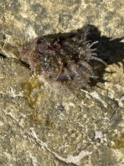 Margaritidae