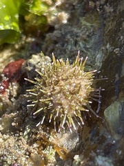 Heliocidaris