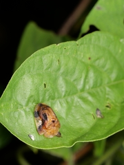 Laccoptera nepalensis