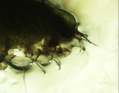 Themisto libellula