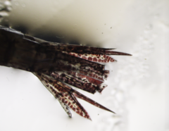Themisto libellula