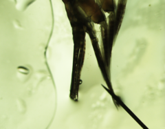 Themisto libellula