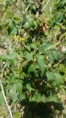 Berberis pinnata pinnata