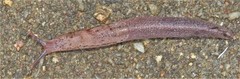 Atoxonoides meridionalis
