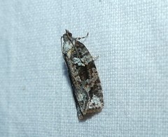 Thrincophora
