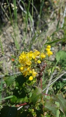 Berberis pinnata pinnata