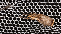 Ancylotropis waterhousei