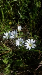 Cerastium arvense strictum