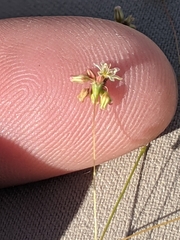 Eriogonum arizonicum