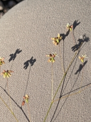 Eriogonum arizonicum