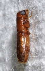 Euplatypus compositus