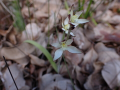 Caladenia marginata