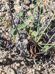 Eriogonum arizonicum