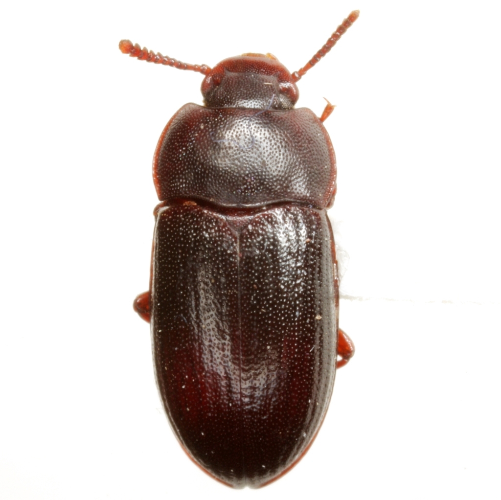 Alphitobius